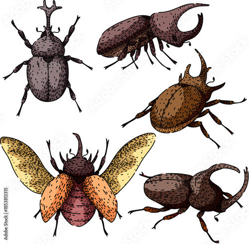 Rhinoceros beetle insect illustrations set depicting various male insects with unique horn shapes and wing variations, highlighting the diversity within the species