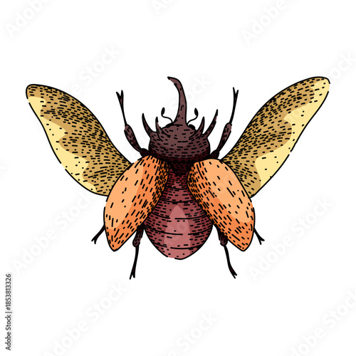 Rhinoceros beetle drawing on white background, insect with strong horns and wide open wings, showing its characteristic features in a natural science illustration style