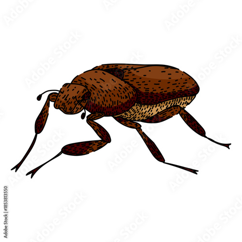 Scarab beetle insect drawing with brown body and detailed texture, isolating the bug on a white background, representing entomology, agriculture, or a common garden pest
