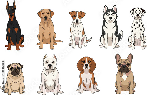 Set of popular cartoon dog breed illustrations including doberman labrador husky dalmatian pug beagle and bulldog isolated on white background for design