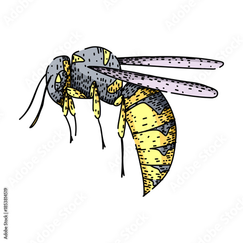 Wasp illustration showcasing a detailed flying insect with segmented body, long wings, and characteristic black and yellow stripes, indicating summer and potential danger