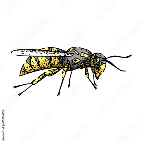 Wasp vector illustration showing a detailed hand drawn yellow and black striped body, wings and antennae on a clean white background, wildlife artwork highlighting a dangerous sting