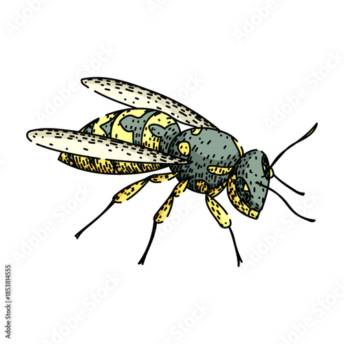 Wasp with bold yellow and black stripes, translucent wings and six legs, detailed vector illustration of a menacing insect on white background, ideal for nature or hazard themes
