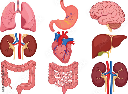 Set of realistic human internal organ illustrations including brain heart lungs liver stomach kidneys and intestines isolated on white background for medical design