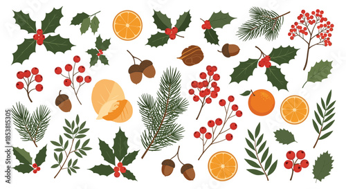A festive collection of winter botanical elements including holly pine branches red berries and orange slices for Christmas designs.