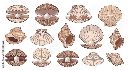 A large collection of hand-drawn vintage style seashells including open clam shells with pearls in a detailed engraved illustration set.