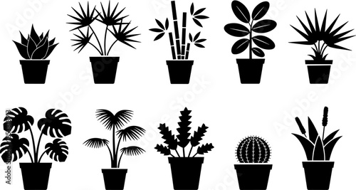 plants in pots