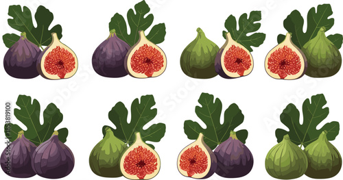 Vector illustration set of purple and green common figs with leaves, showing whole fruits and sliced halves with red seeds.