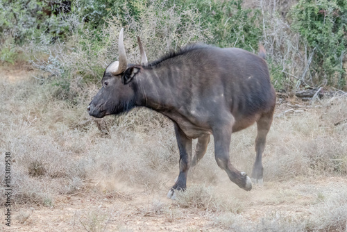 young Cape buffalo jumping, Sarah Baartman District, Karoo, South Africa
