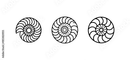 Black and White Nautilus Shell Spiral Marine Art