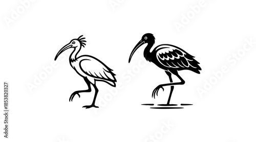 Black and White Ibis Wading Bird Egyptian Graphic