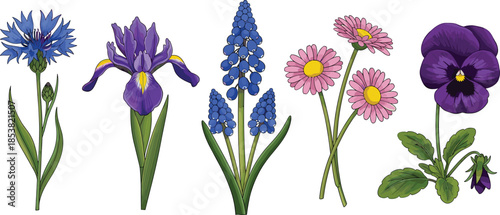 Vector set of various spring flowers including blue cornflower, purple iris, grape hyacinth, pink daisies, and a dark purple pansy.