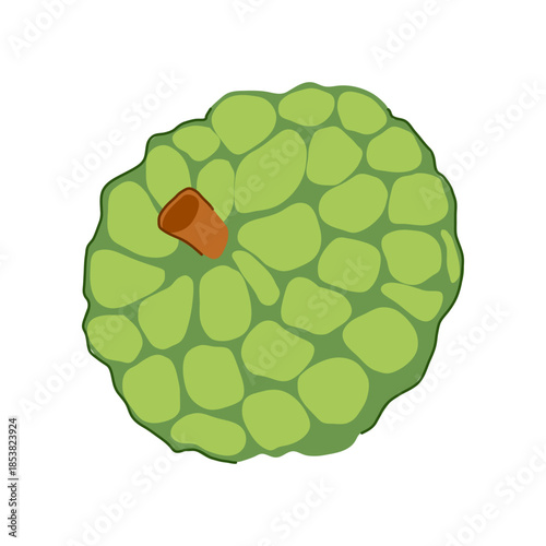 Custard apple - sugar applecherimoya - showing the sweet tropical fruit with bumpy segmented green skin and short brown stem, ideal for food, health, and market themes