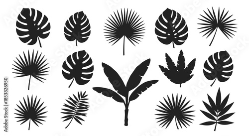 Detailed collection of black tropical leaf silhouettes including various palm and monstera shapes for exotic nature designs.
