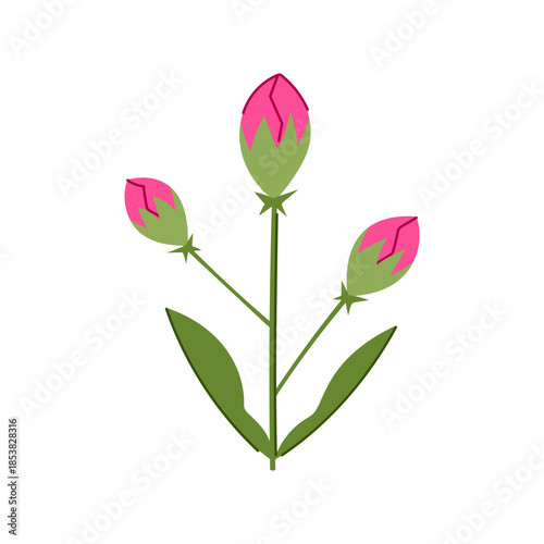 Stylized plant showing three flower buds with vibrant pink petals emerging from green sepals, connected by thin stems and flanked by two broad leaves against a white background
