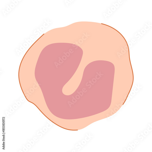 Monocyte immune cell with its nucleus and cytoplasm playing a vital role in host defense, phagocytosis, and antigen presentation, crucial for the human immune system