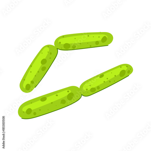 Green rod shaped lactobacilli bacteria representing human gut microbiome, probiotics, and healthy digestion for medical and wellness concepts on an isolated white background