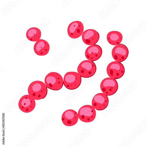 Lactobacilli bacteria microorganism cells forming a chain and cluster on a white background, representing gut health, probiotics, and microscopic biology
