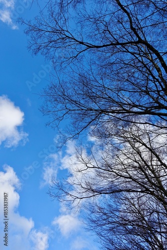 落葉した木と青空