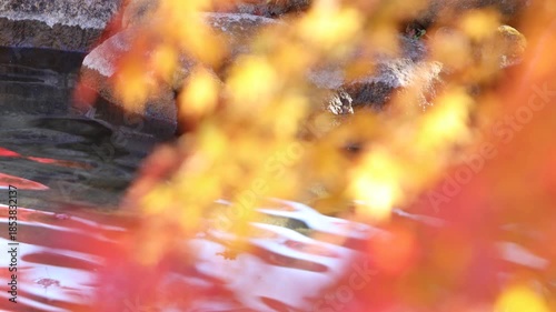 池の水面の反射光を受けてきらめくカエデの黄葉のアウトフォーカス