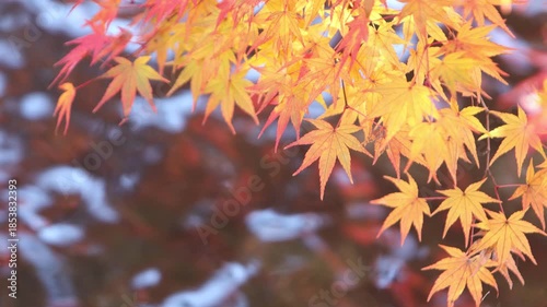 噴水のある池のほとりの鮮やかに色づいたカエデと波立つ水面のフィックス撮影