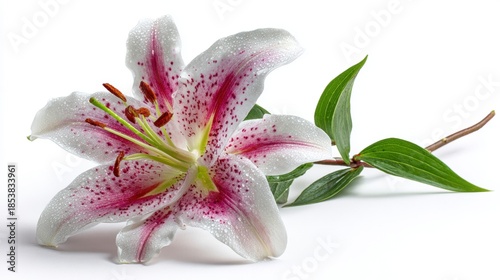 Beautiful white lily flower with pink speckled petals covered in water droplets, isolated on white background