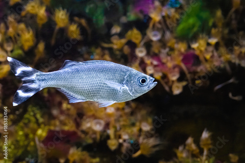 The barred flagtail, Kuhlia mugil, occurs on reefs at depths of 3 to 18 m