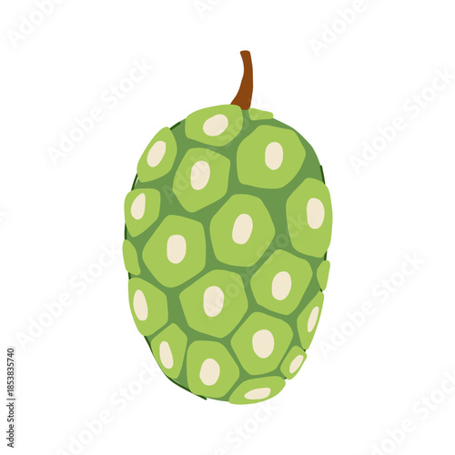 Noni fruit is a healthy, exotic superfood known for its wellness benefits, often used in juices and dietary supplements, depicted here with a distinct textured green skin