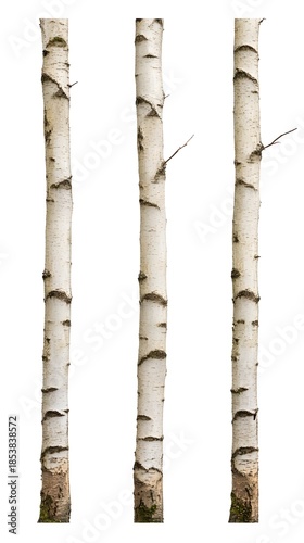 Three White Birch Tree Trunks Isolated.
