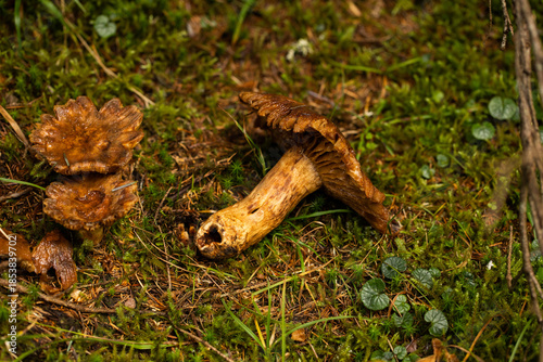 fungo color marrone staccato e disteso per terra su un terreno naturale di bosco di montagna, coperto da muschio verde, in autunno
