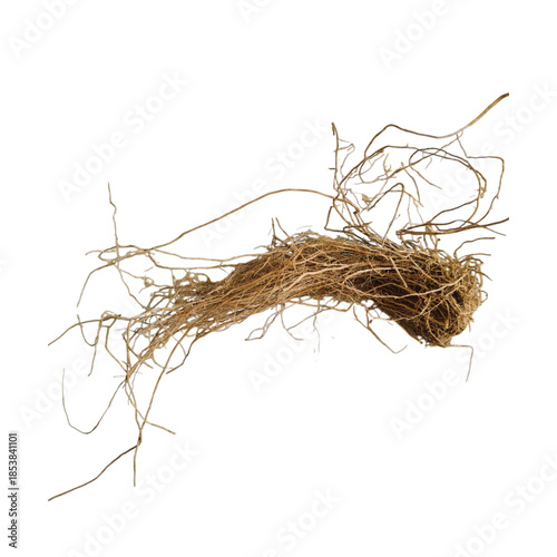 vetiver isolated on white background 