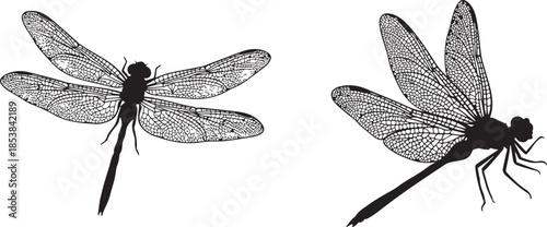 Black and White Dragonfly Silhouette Set with Detailed Wing Venation