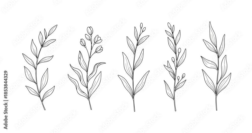 Fototapeta premium Elegant botanical line art of five distinct leaf branches on white background
