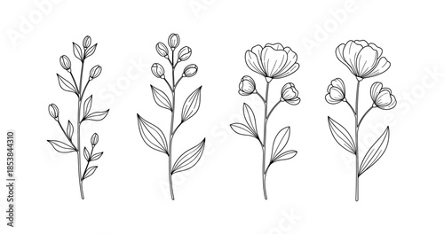 Minimalist botanical line art: elegant floral stems in black and white