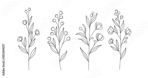 Minimalistic botanical line art of various flower stems on white background