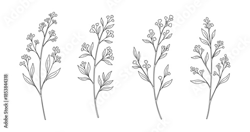 Elegant botanical illustrations of delicate plant stems with leaves and buds