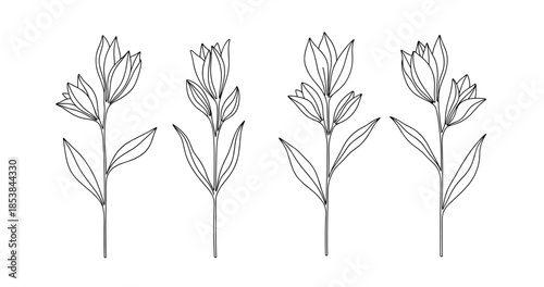 Black and white botanical illustration of flower stems with leaves