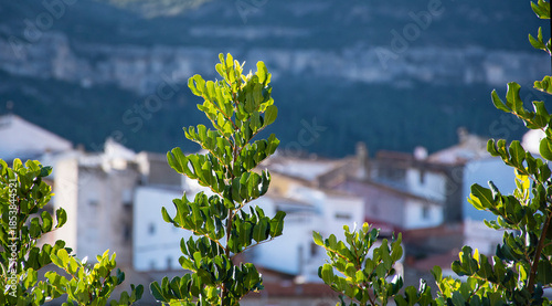 Foto Árbol, ramas de algarrobo, fondo pueblo de montaña difuminado