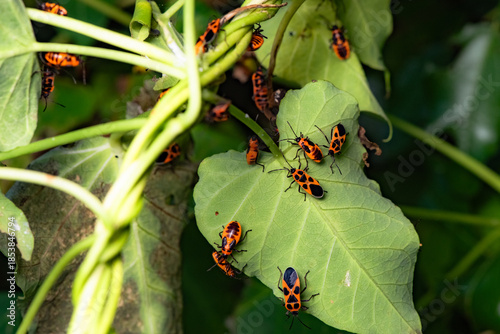 Some leaves with complex leaf vein patterns and a black and orange insect - Striped Vegetable Stupid, complement the wild landscape with charm