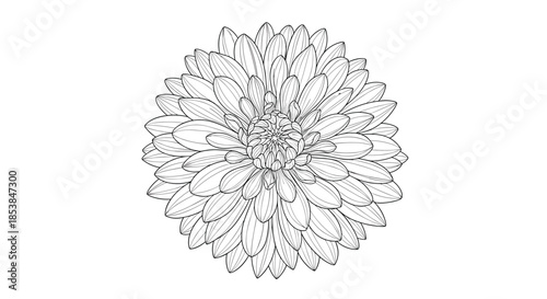 Exquisitely detailed line art drawing of a magnificent dahlia flower, captured from a beautiful top-down perspective, highlighting its numerous petals and intricate radial symmetry.