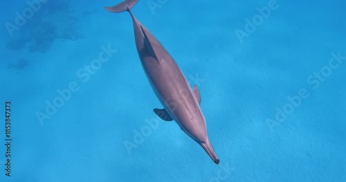 fish on blue background