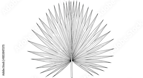 Striking detailed line art illustration of a broad fan palm leaf, showcasing its distinctive pleated segments and intricate venation, perfect for tropical botanical designs.