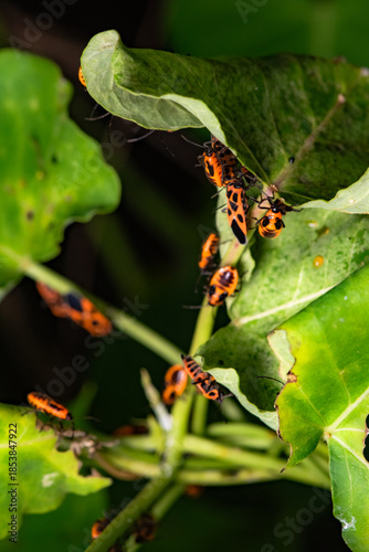 Some leaves with complex leaf vein patterns and a black and orange insect - Striped Vegetable Stupid, complement the wild landscape with charm