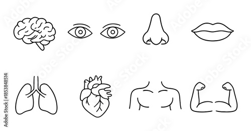 Minimalist black-and-white icons of human anatomy with body parts and organs