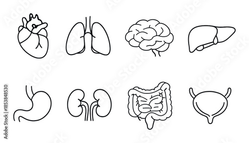 Diagram of human organs: heart, lungs, brain, liver, stomach, kidneys, intestines, bladder