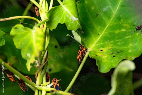Some leaves with complex leaf vein patterns and a black and orange insect - Striped Vegetable Stupid, complement the wild landscape with charm