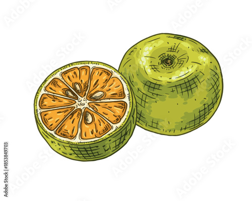 Hand drawn fresh calamansi whole and cut in half. Vector illustration isolated on white background.