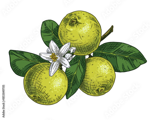Hand drawn calamansi or calamondin branch with flowers and fruits. Vector illustration isolated on white background.