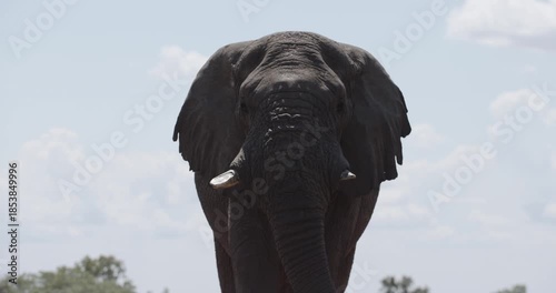 elephant in the desert