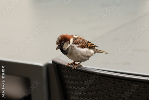 Passero italiano fermo sulla parte superiore dello schiena di una sedia, di giorno, all'aperto 